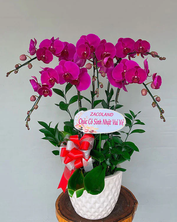 Chậu Lan Hồ Điệp