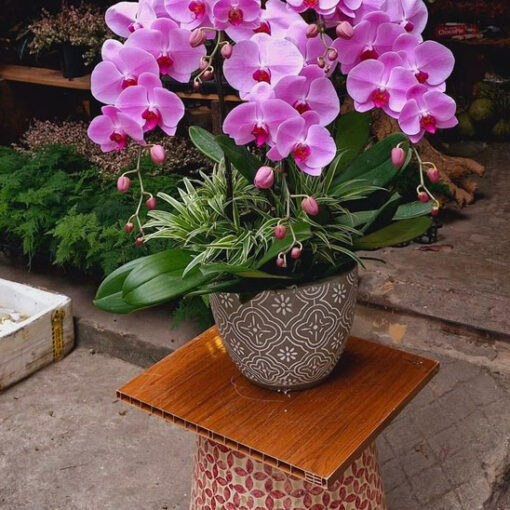 Chậu Lan Hồ Điệp lhd357