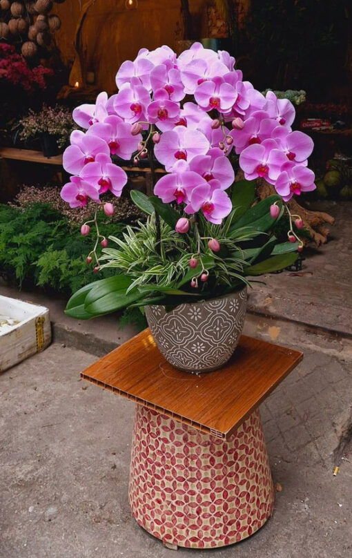 Chậu Lan Hồ Điệp lhd357