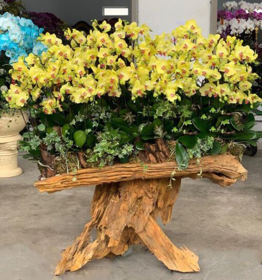 Chậu Lan Hồ Điệp lhd317
