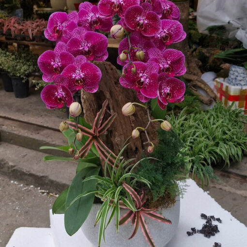 Chậu Lan Hồ Điệp lhd365