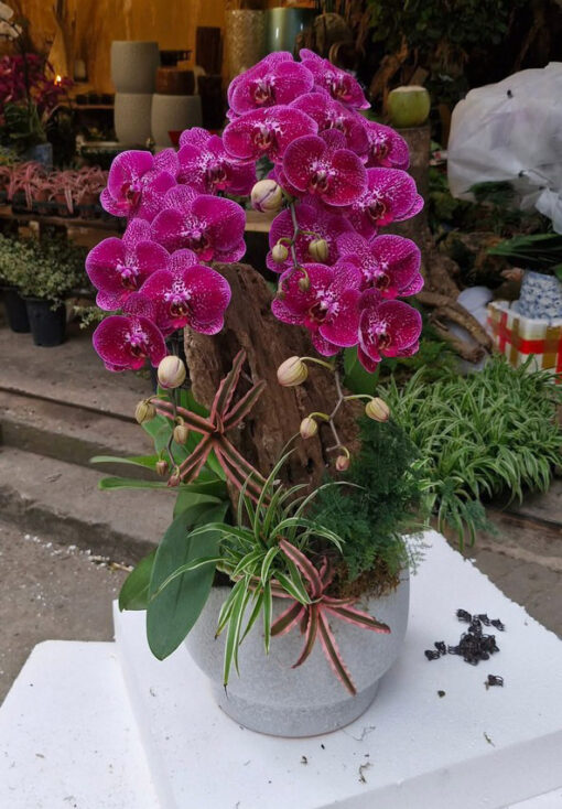 Chậu Lan Hồ Điệp lhd365