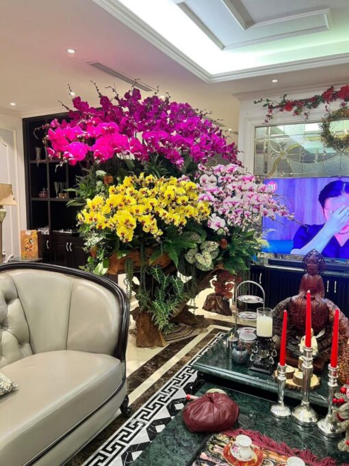 Chậu Lan Hồ Điệp lhd364