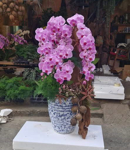Chậu Lan Hồ Điệp lhd363