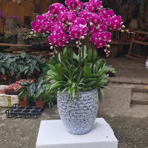 Chậu Lan Hồ Điệp lhd362