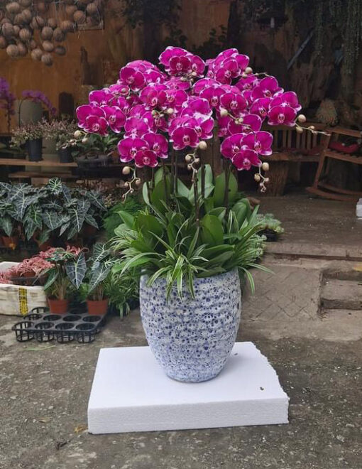 Chậu Lan Hồ Điệp lhd362
