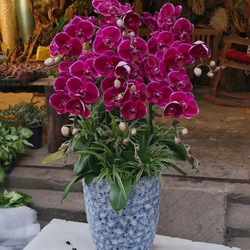 Chậu Lan Hồ Điệp lhd355