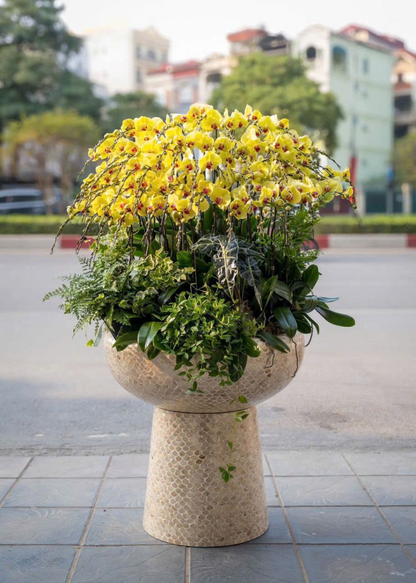 Chậu lan hồ điệp LHD1027