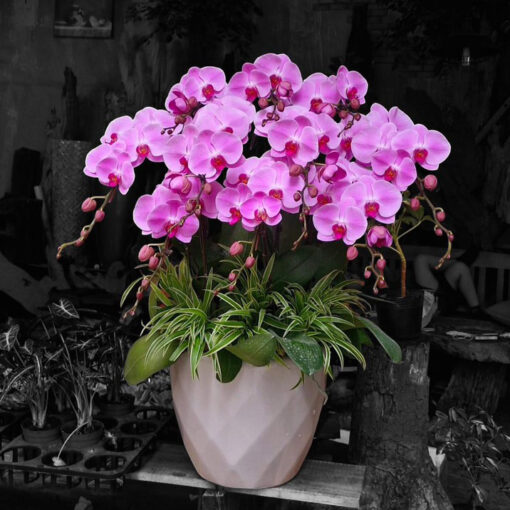 Lan hồ điệp Hd194