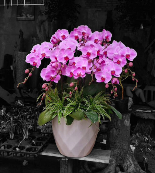 Lan hồ điệp Hd194