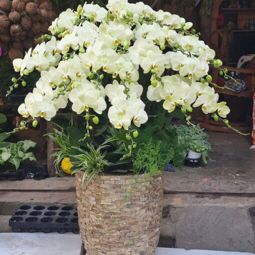 Lan hồ điệp hd201