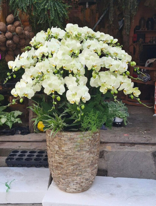 Lan hồ điệp hd201