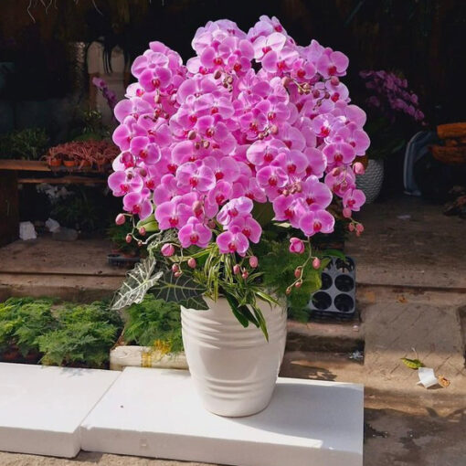 Lan hồ điệp HD92