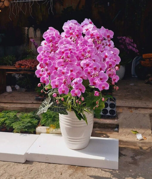 Lan hồ điệp HD92