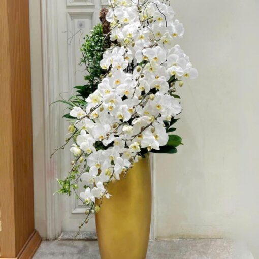 Chậu Lan Hồ Điệp lhd321
