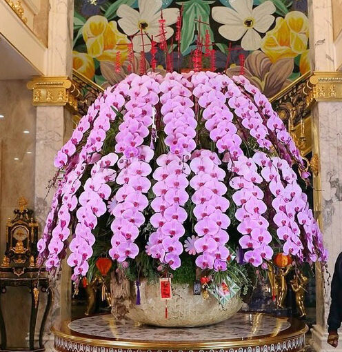 Chậu Lan Hồ Điệp Vip102
