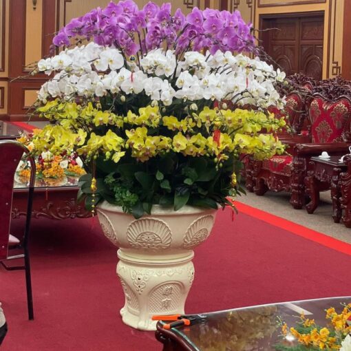 Chậu Lan Hồ Điệp Vip101