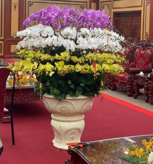 Chậu Lan Hồ Điệp Vip101