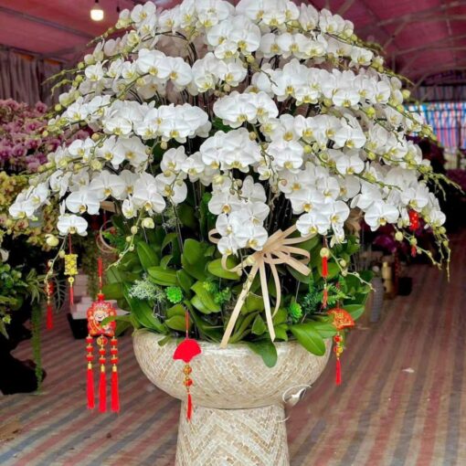 Chậu Lan Hồ Điệp lhd345