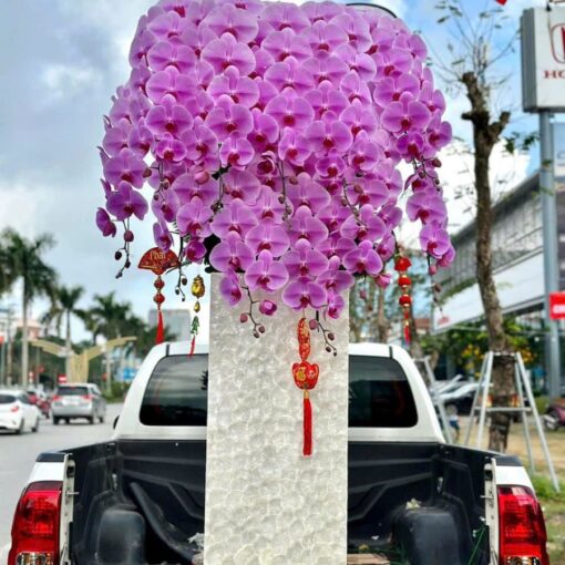 Chậu Lan Hồ Điệp lhd343