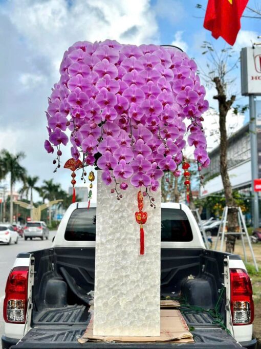 Chậu Lan Hồ Điệp lhd343