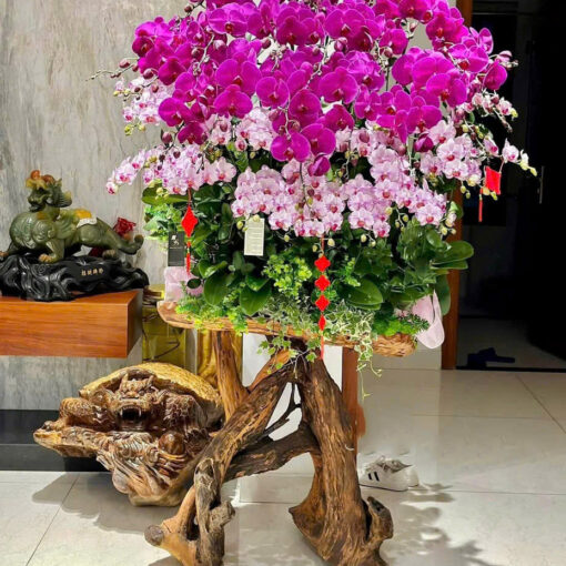 Chậu Lan Hồ Điệp lhd342