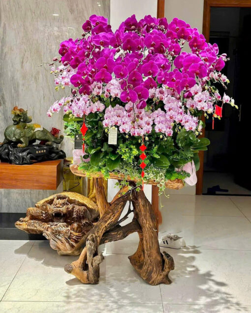 Chậu Lan Hồ Điệp lhd342