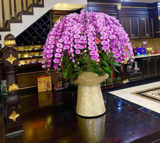 Chậu Lan Hồ Điệp lhd341