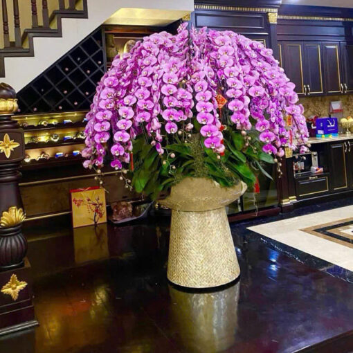 Chậu Lan Hồ Điệp lhd341