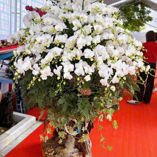 Chậu Lan Hồ Điệp lhd336