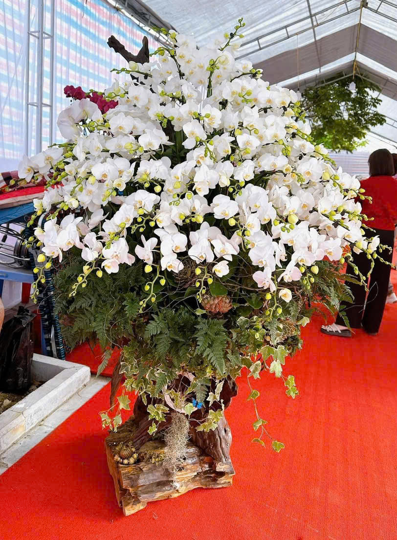 Chậu Lan Hồ Điệp lhd336