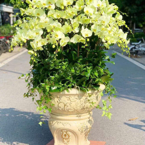 Chậu Lan Hồ Điệp lhd344