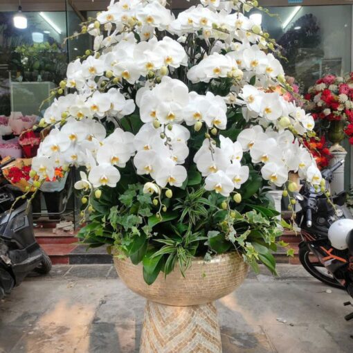 Chậu Lan Hồ Điệp lhd338