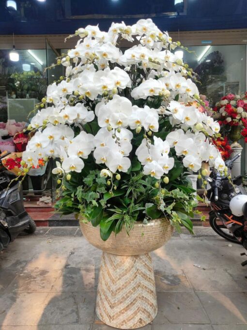 Chậu Lan Hồ Điệp lhd338